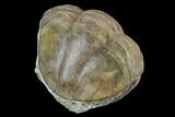 Wide, Enrolled Asaphus Minor Trilobite - Russia #127835-3